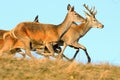 Red deers running on top of the hill Royalty Free Stock Photo