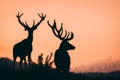 Red Deers Royalty Free Stock Photo