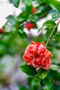 A red delicate flower of a pomegranate. Royalty Free Stock Photo