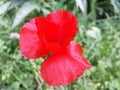 Red delicate poppy flower on a Sunny summer day.