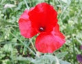 Red delicate poppy flower on a Sunny summer day.