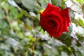 A red delicate rose. Summer day after a thunderstorm.