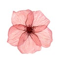 Red delicate, transparent poppy flowers with veins, watercolor on a white background. Royalty Free Stock Photo