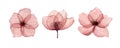 Red delicate, transparent poppy flowers with veins, watercolor on a white background. Royalty Free Stock Photo