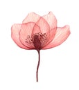 Red delicate, transparent poppy flowers with veins, watercolor on a white background. Royalty Free Stock Photo