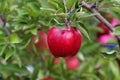 Red delicious apple Royalty Free Stock Photo