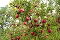 Red delicious apple Royalty Free Stock Photo