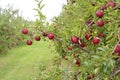 Red delicious apple Royalty Free Stock Photo