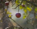 Red Delicious Apple Hanging from a Branch Backlit by the Sun Royalty Free Stock Photo