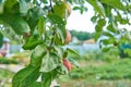 Red delicious apple. Shiny delicious apples hanging from a tree branch in an apple orchard Royalty Free Stock Photo