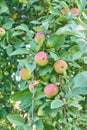 Red delicious apple. Shiny delicious apples hanging from a tree branch in an apple orchard Royalty Free Stock Photo