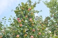 Red delicious apple. Shiny delicious apples hanging from a tree branch in an apple orchard Royalty Free Stock Photo