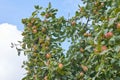 Red delicious apple. Shiny delicious apples hanging from a tree branch in an apple orchard Royalty Free Stock Photo