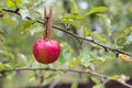 Red delicious apple Royalty Free Stock Photo