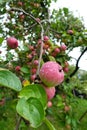 Red delicious apple with water drops. Shiny delicious apples hanging from a tree branch in an apple orchard Royalty Free Stock Photo