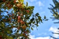 Red delicious apple with water drops. Shiny delicious apples hanging from a tree branch in an apple orchard Royalty Free Stock Photo