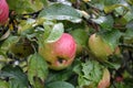 Red delicious apple with water drops. Shiny delicious apples hanging from a tree branch in an apple orchard Royalty Free Stock Photo