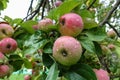 Red delicious apple with water drops. Shiny delicious apples hanging from a tree branch in an apple orchard Royalty Free Stock Photo