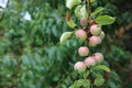 Shiny delicious apples hanging from a tree branch in an apple orchard . Red ripe apple in the dew after rain on tree Royalty Free Stock Photo