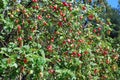 Red delicious apples grow on a tree in the garden Royalty Free Stock Photo