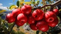 Red delicious apples hanging on The tree ,AI generated