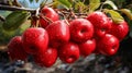Red delicious apples hanging on The tree ,AI generated