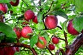 Red Delicious Apples Royalty Free Stock Photo