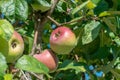 Red delicious apples with water drops. Shiny delicious apples hanging from a tree branch in an apple orchard. Ripening Royalty Free Stock Photo