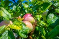 Red delicious apples with water drops. Shiny delicious apples hanging from a tree branch in an apple orchard. Ripening Royalty Free Stock Photo