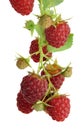 Red delicious organic raspberry. Isolated. Branch with berries. Close-up. Royalty Free Stock Photo