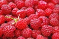 Red delicious raspberry pile, one berry with fruit stem Royalty Free Stock Photo