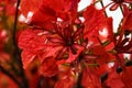 Red Delonix regia Flowers. Flamboyant at Brasilia, Brazil. Royalty Free Stock Photo