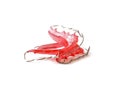 Red dental retainer orthodontia, isolated on white background Royalty Free Stock Photo