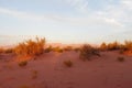 Red desert with bush in sunset light Royalty Free Stock Photo