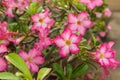 A red desert rose (Adenium), Desert Rose Red Flower