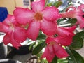 Red desert rose or adenium with drop water