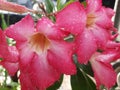 Red desert rose or adenium with drop water Royalty Free Stock Photo