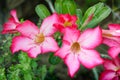 Red Desert rose Flower, adenium obesum , Impala Lily, Royalty Free Stock Photo