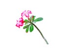 Red desert rose flower  blooming or adenium bud  isolated on white  background , clipping path Royalty Free Stock Photo