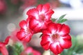 Red desert rose patterns or adenium blooming in garden background