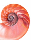 Red detail of nautilus spiral shell