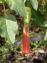 red developed datura flower. Santuario del Oso de Anteojos. Colombia