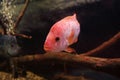 Close up view of head of red devil cichlid