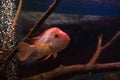 Red devil cichlid Royalty Free Stock Photo