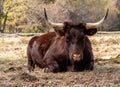 Red Devon cow resting in a field and staring at the camera