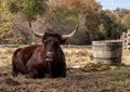 Red Devon cow resting in a field and staring at the camera