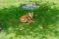 Red Devon Rex cat lying on the green grass