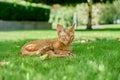 Red Devon Rex cat lying on the green grass