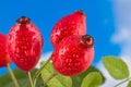 Red dewy ripe rose hips on briar branch with green leaves. Fructus cynosbati