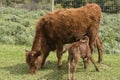 Red Dexter Cow, considered a rare breed, with calf drinking from her